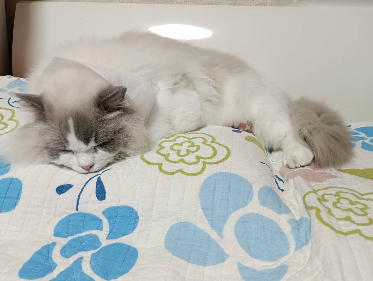ぽちゃこと海琉と詩苑と源氏星🐱🐱🐱🐱 tweet media