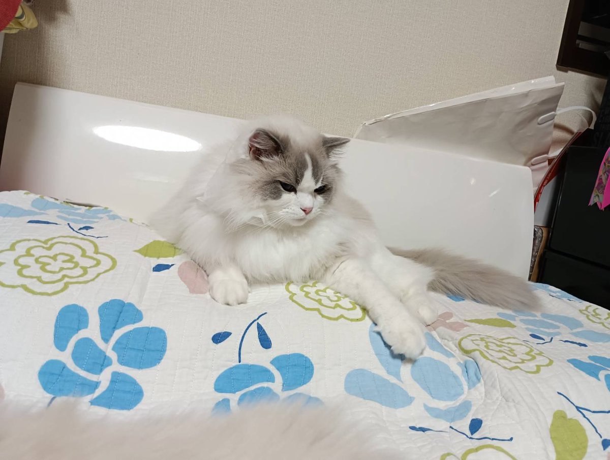 ぽちゃこと海琉と詩苑と源氏星🐱🐱🐱🐱 tweet media