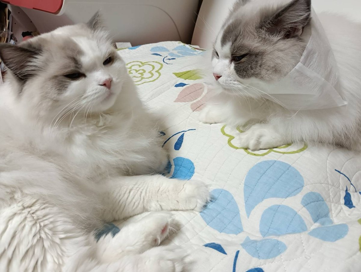 ぽちゃこと海琉と詩苑と源氏星🐱🐱🐱🐱 tweet media