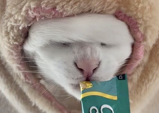 うに／ハンモックアート🎨 tweet media