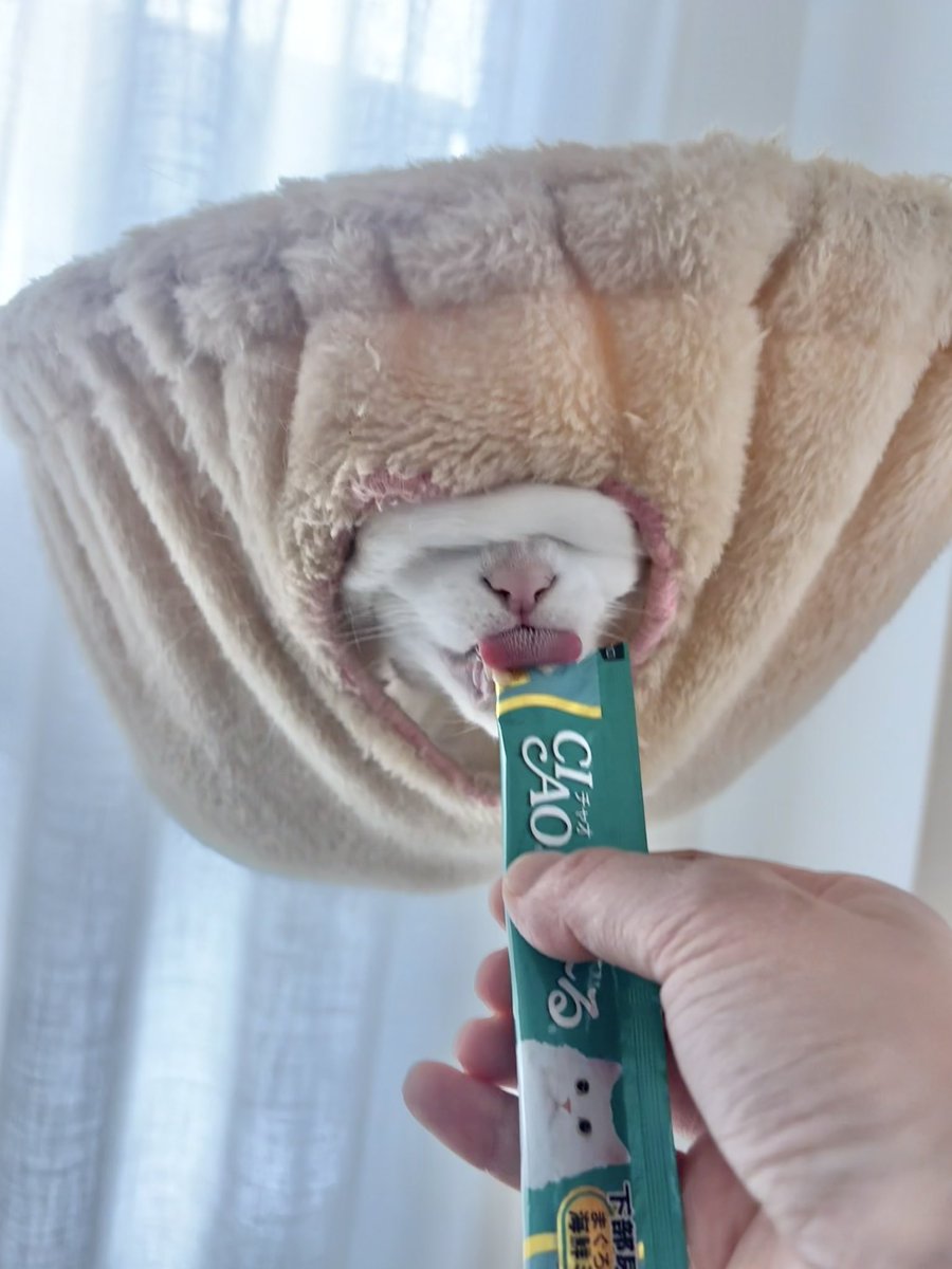 うに／ハンモックアート🎨 tweet media