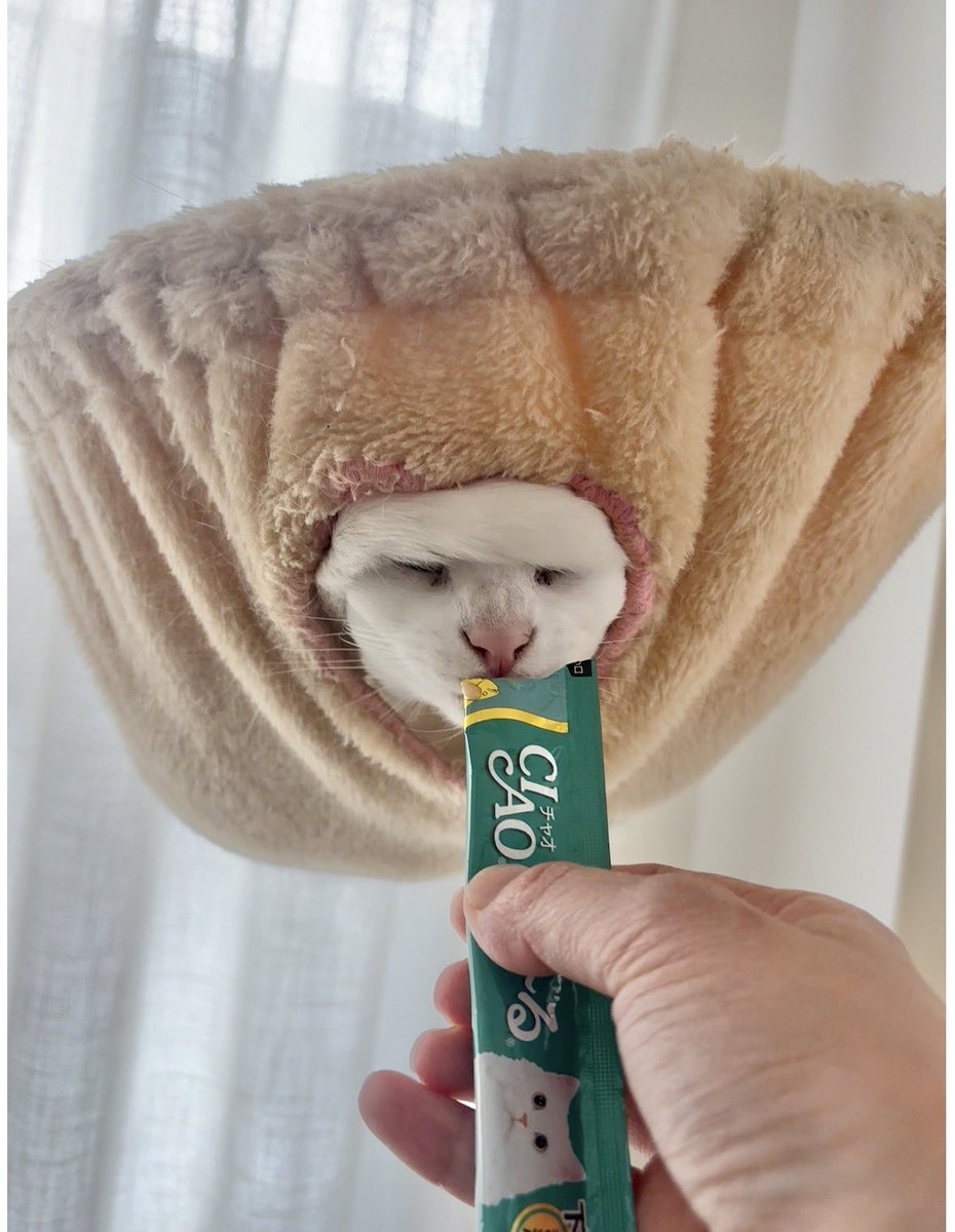 うに／ハンモックアート🎨 tweet media