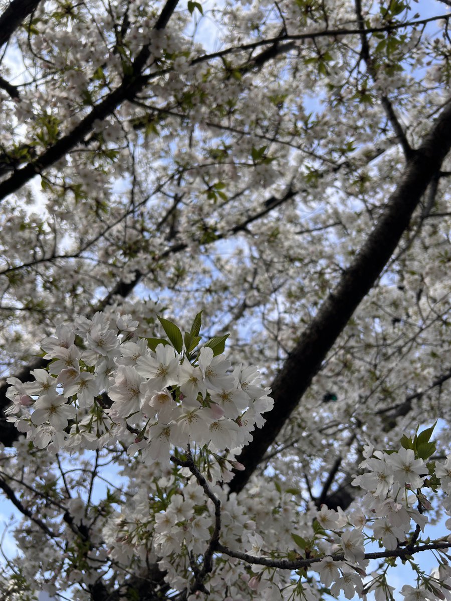 Keisandeath tweet media