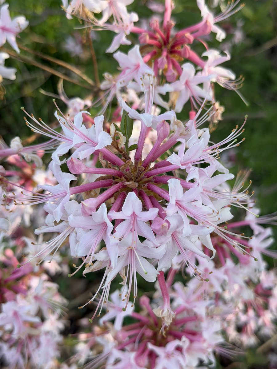 stanley lines tweet media