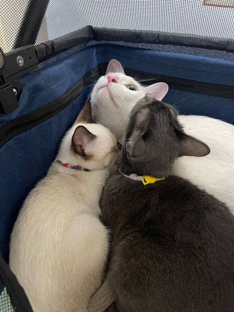 คือผมต้องทราบไหม 🐈‍⬛ tweet media