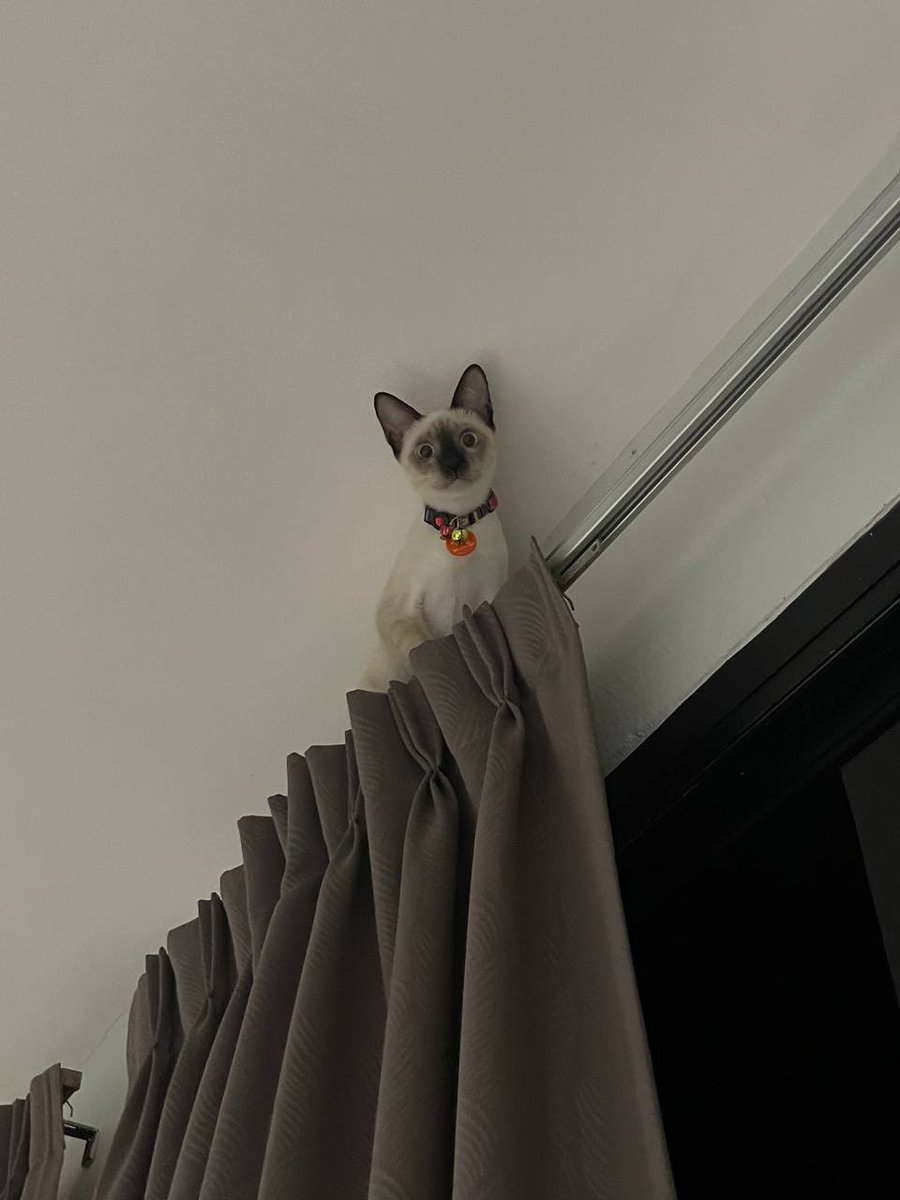 คือผมต้องทราบไหม 🐈‍⬛ tweet media