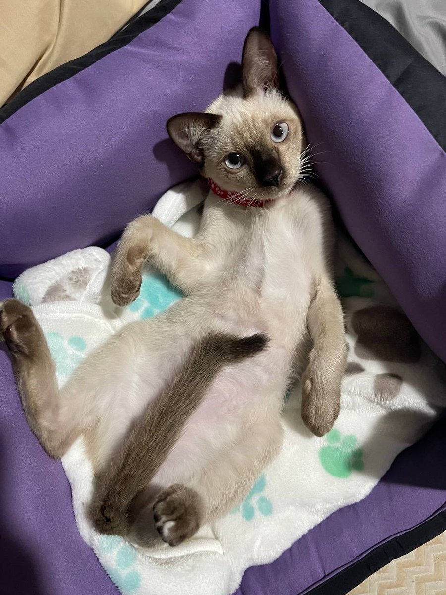 คือผมต้องทราบไหม 🐈‍⬛ tweet media