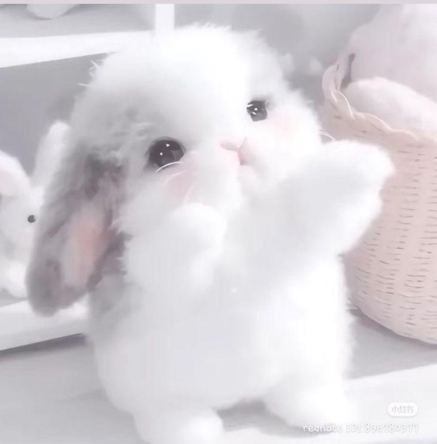 thepopularanimals tweet media