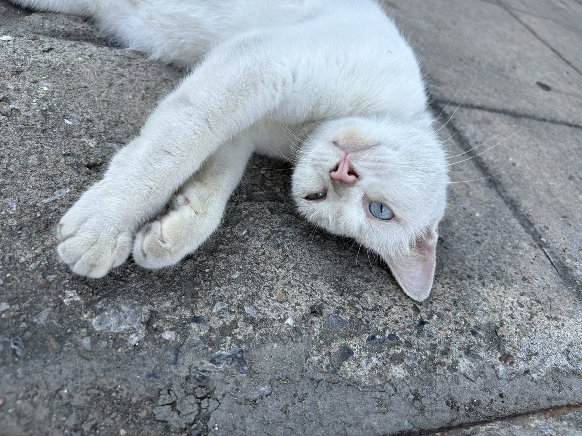 Pudding ชน์ 🍮🌶️ tweet media