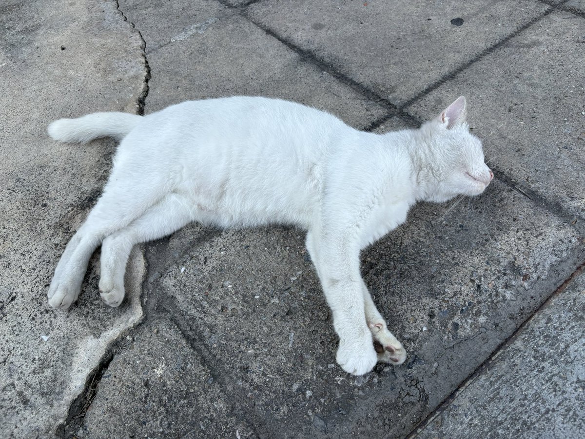 Pudding ชน์ 🍮🌶️ tweet media