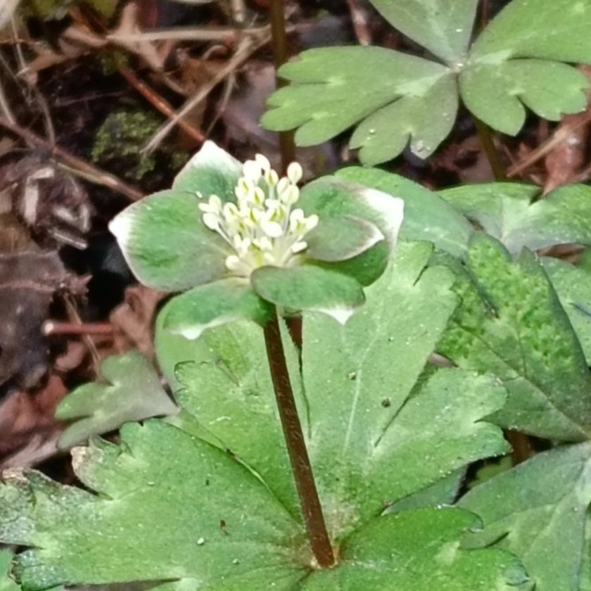 高尾山の花名さがし tweet media