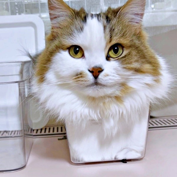 ライブドアニュース tweet media