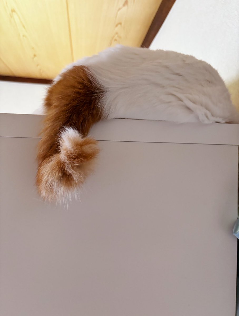 しろねこ tweet media