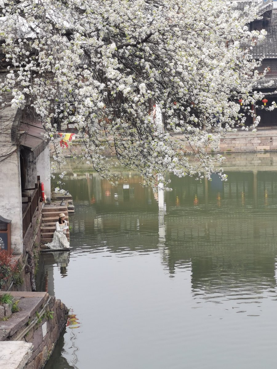 nan_noko's tweet photo. 在新市古镇晃悠，看到一棵很大的梨树，想到了岑参的诗句：“忽如一夜春风来，千树万树梨花开。” https://t.co/UGh6IWy1eo