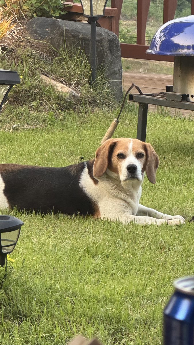 지해피독 봉사자 tweet media