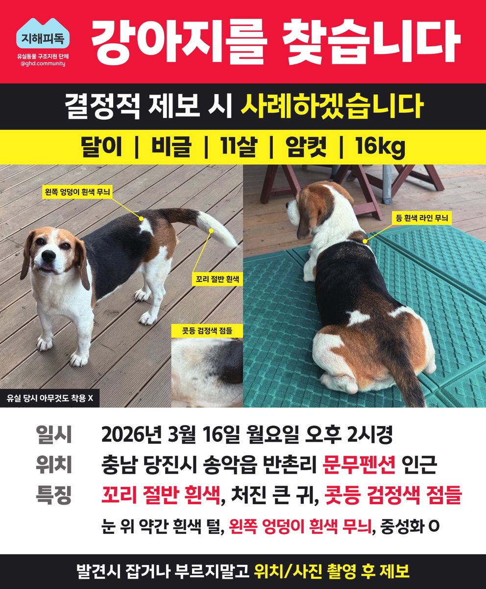 지해피독 봉사자 tweet media