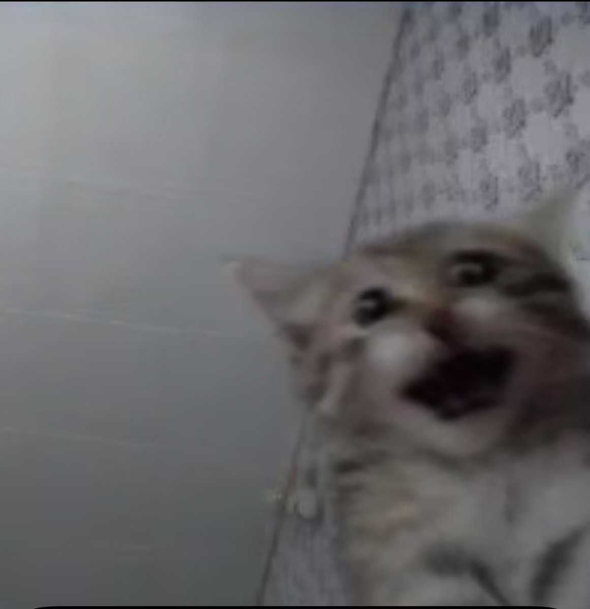 ڤاني tweet media