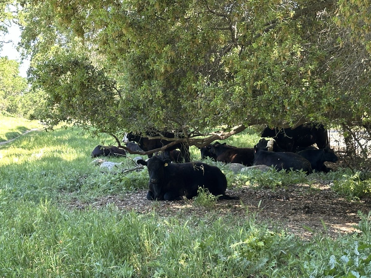 2winit's tweet photo. Pleasanton to Sunol egged by Peak allergies completed 90th monthly half marathon

Cows chilling. Llama judging. Steam engine cameo. Detoured onto an abandoned trail on 84 &amp; coconut water.

Unplanned. Unpredictable. Done. 13.1M Run https://t.co/vnkEDkOPxZ