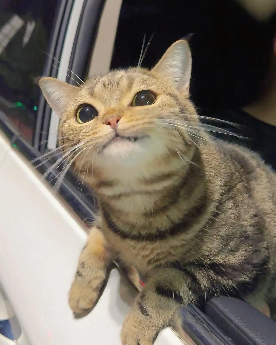 swor(d) (@1ovelikewar) on Twitter photo 