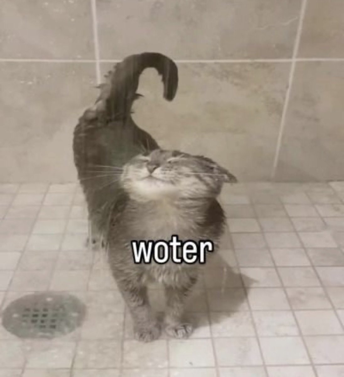 cats with powerful aura tweet media