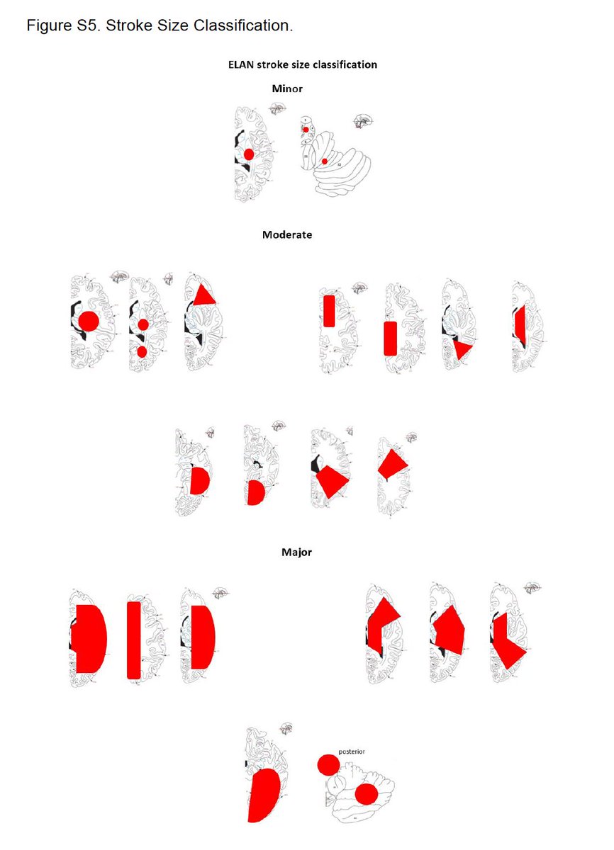 WalidoNeuroPedia tweet media
