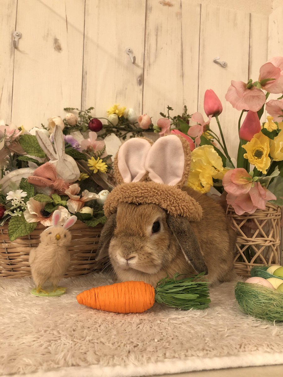 うさぎ専門店ラビットリンク tweet media