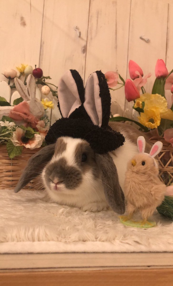 うさぎ専門店ラビットリンク tweet media