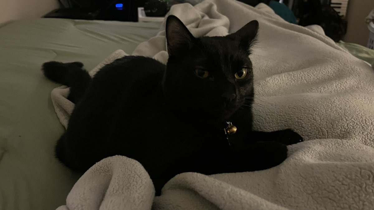 ౨ৎ venus .ᐟ tweet media