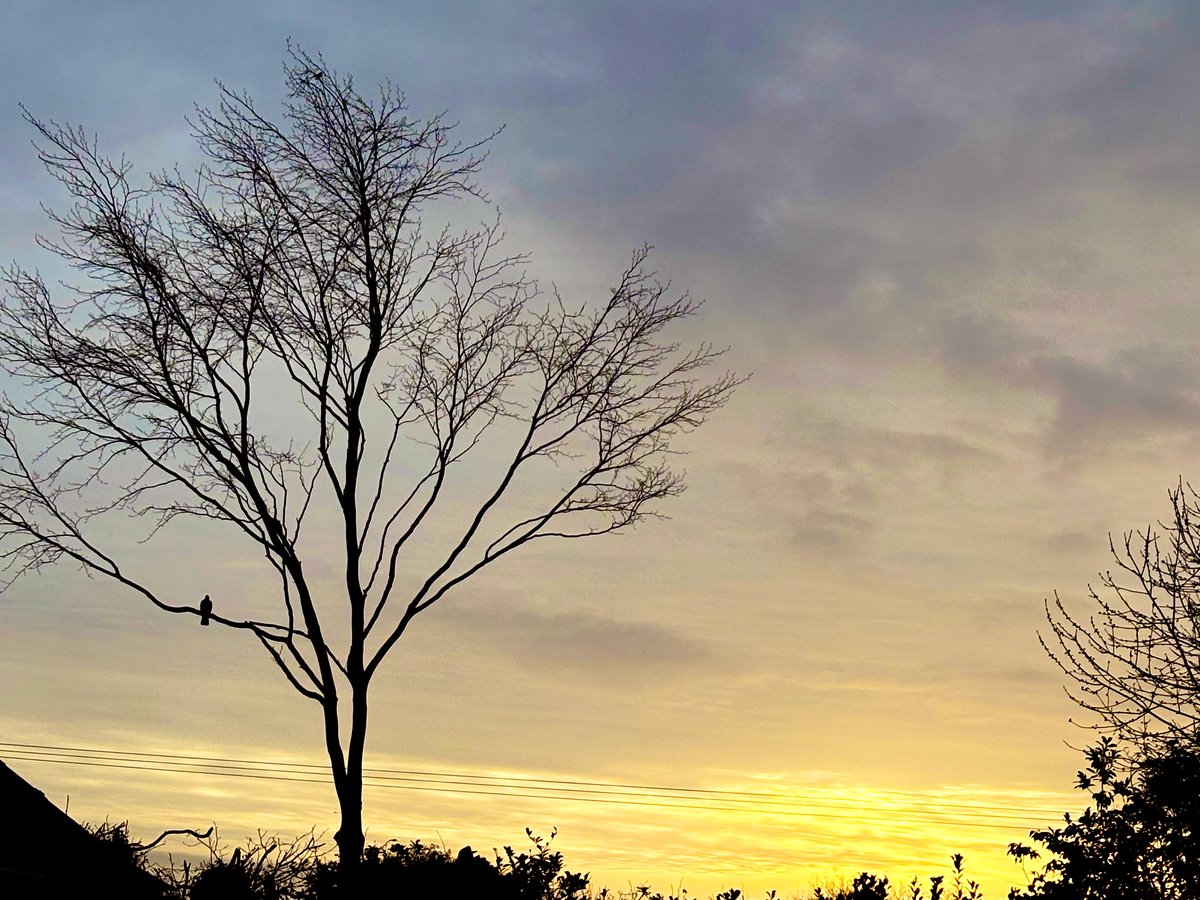 d Mandeville tweet media