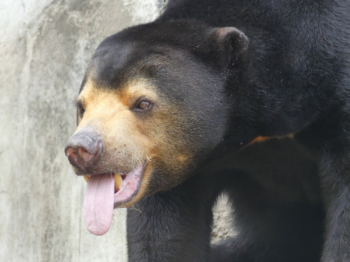 𝑚𝑎𝑟𝑢(ﾏﾙ) tweet media