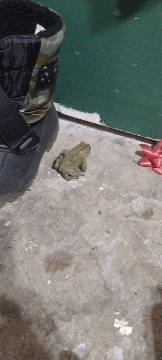 𝙲𝚑𝚎𝚜 𝚘𝚏 𝚜𝚑𝚎𝚍𝚝𝚠𝚝★ tweet media