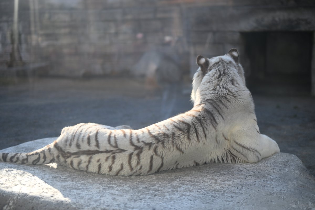 uber_tiger～トラネコとライオンネコ～ tweet media