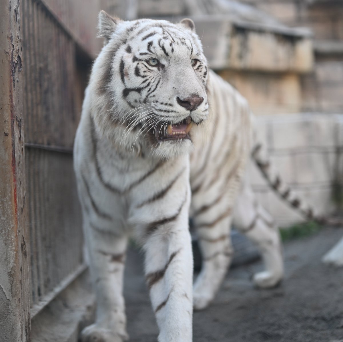 uber_tiger～トラネコとライオンネコ～ tweet media