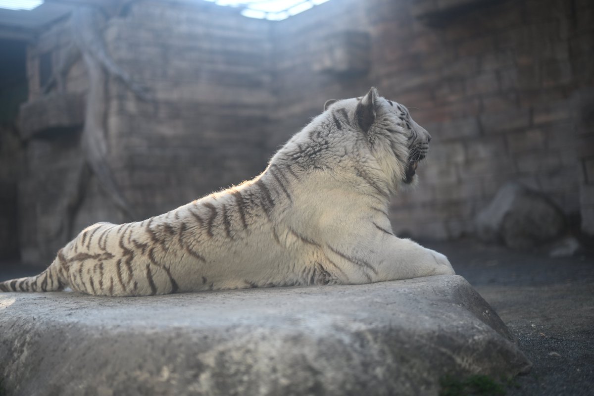 uber_tiger～トラネコとライオンネコ～ tweet media