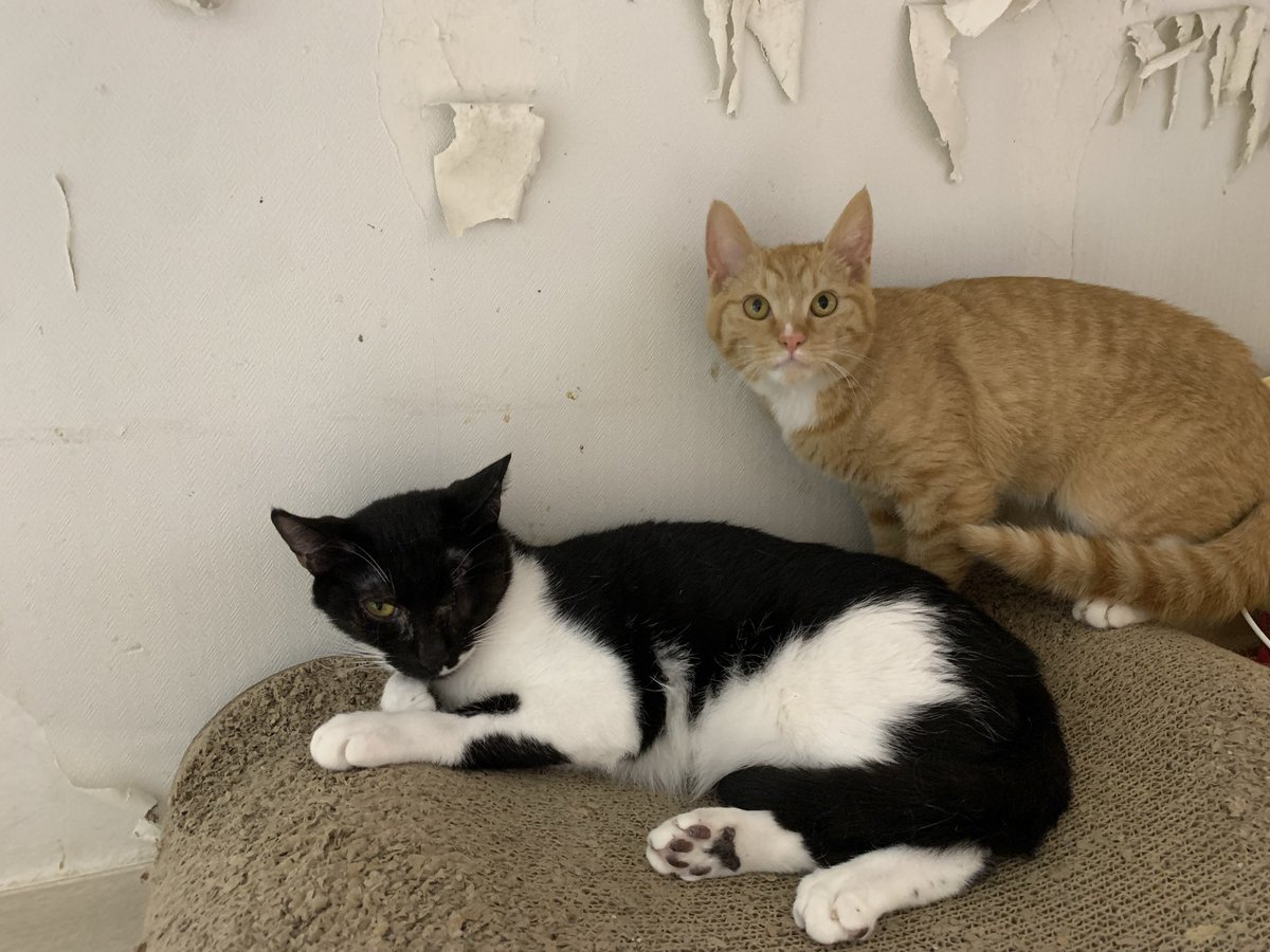 묘멘트쉼터(유기묘 아이들) tweet media