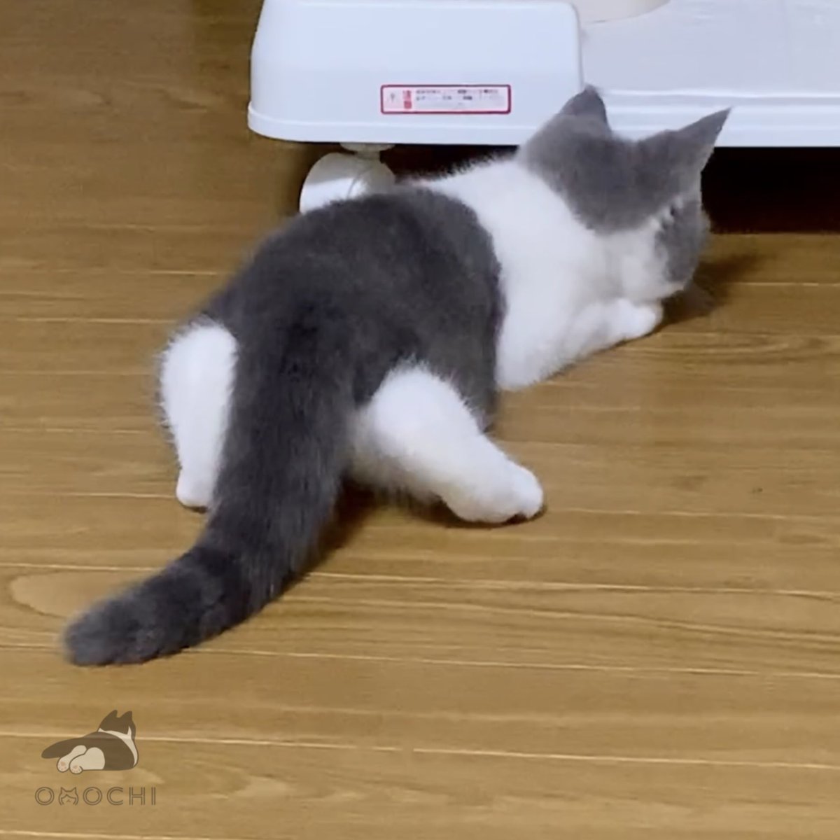 おもち tweet media