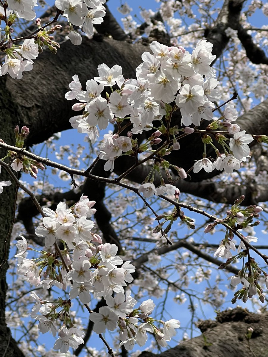 アリス(ありす) tweet media