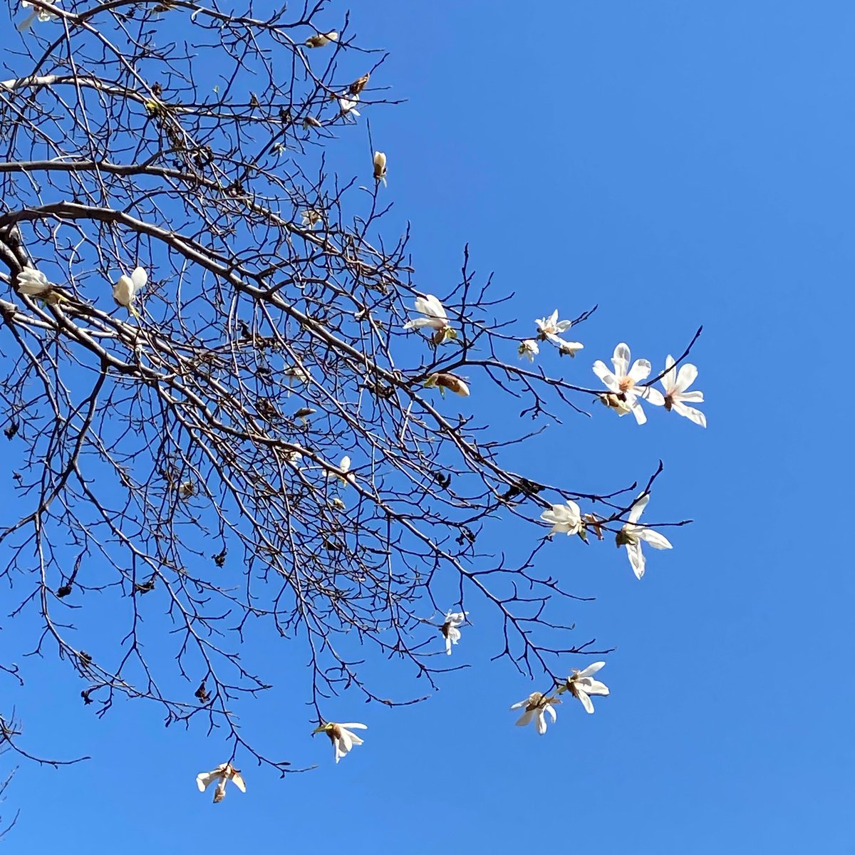 ナルヒナ祝言日和🍥☀️

グッズの『夫妻』『婚礼』って活字が沁みる🙏🥹

ヒナタの髪飾りだと思うコブシの花言葉は「友情」「信頼」「歓迎」「愛らしさ」
うずまき夫妻の婚礼にピッタリな花言葉☺️

ふたりとも結婚おめでとう㊗️