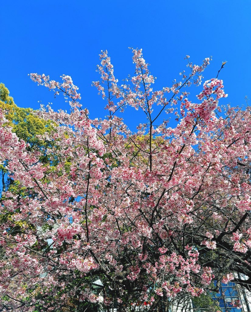 小野亜里沙🐹 tweet media