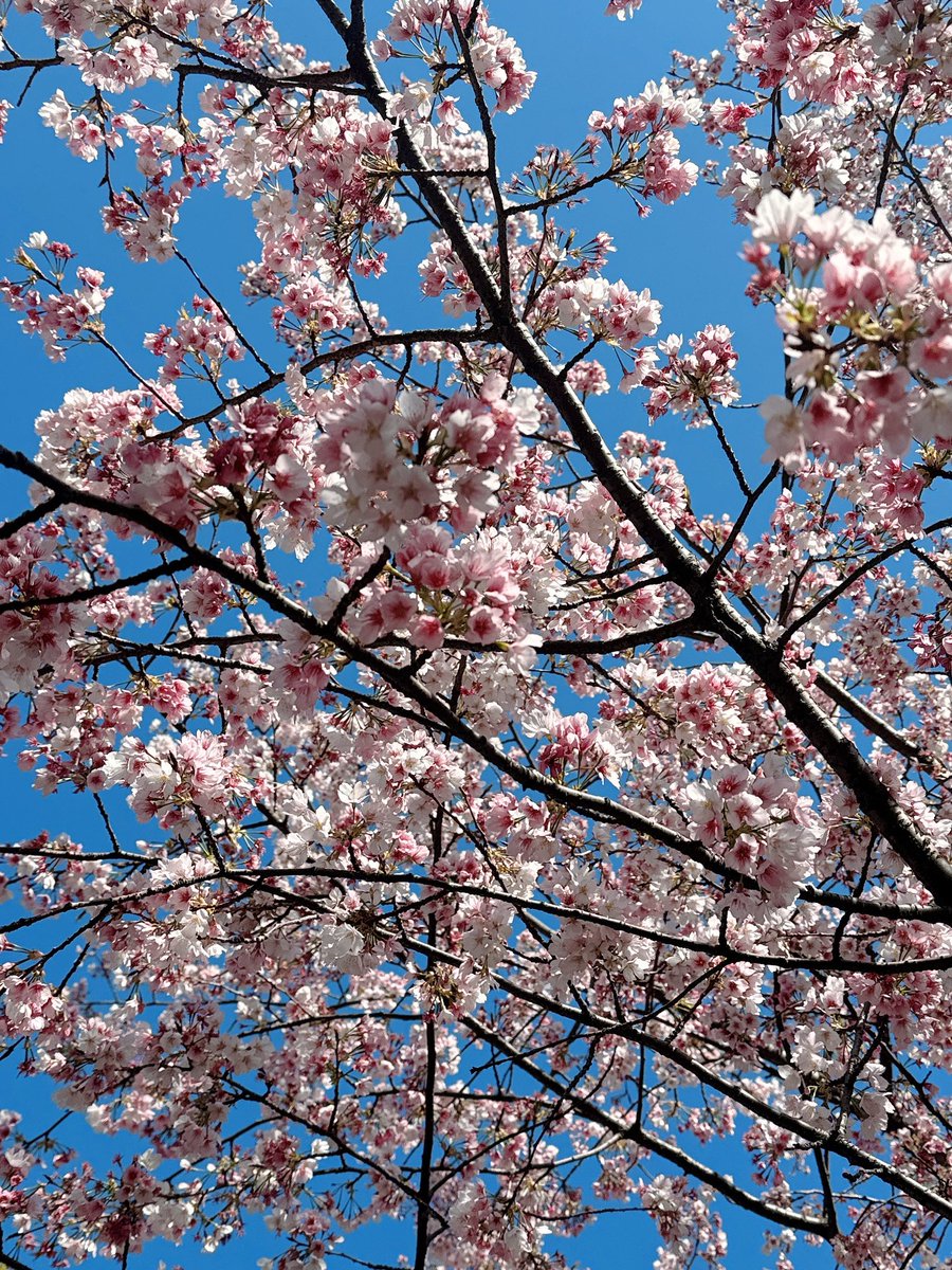 小野亜里沙🐹 tweet media