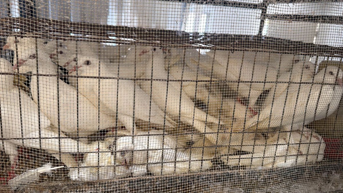 Lucía Hernández | Amo La Ciencia tweet media