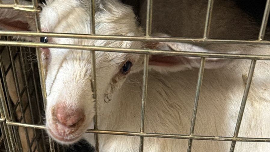 Lucía Hernández | Amo La Ciencia tweet media