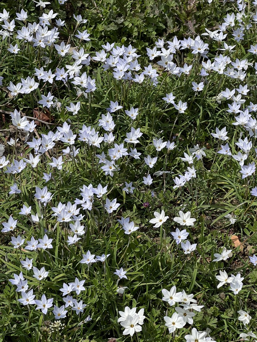 アリス(ありす) tweet media