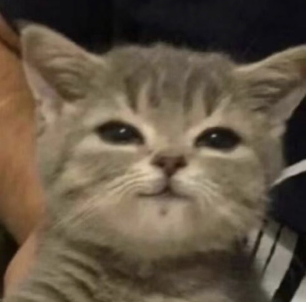 Zajbvgbch tweet media