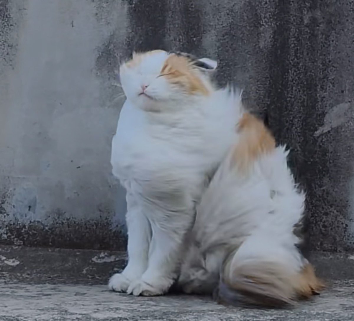 Zajbvgbch tweet media