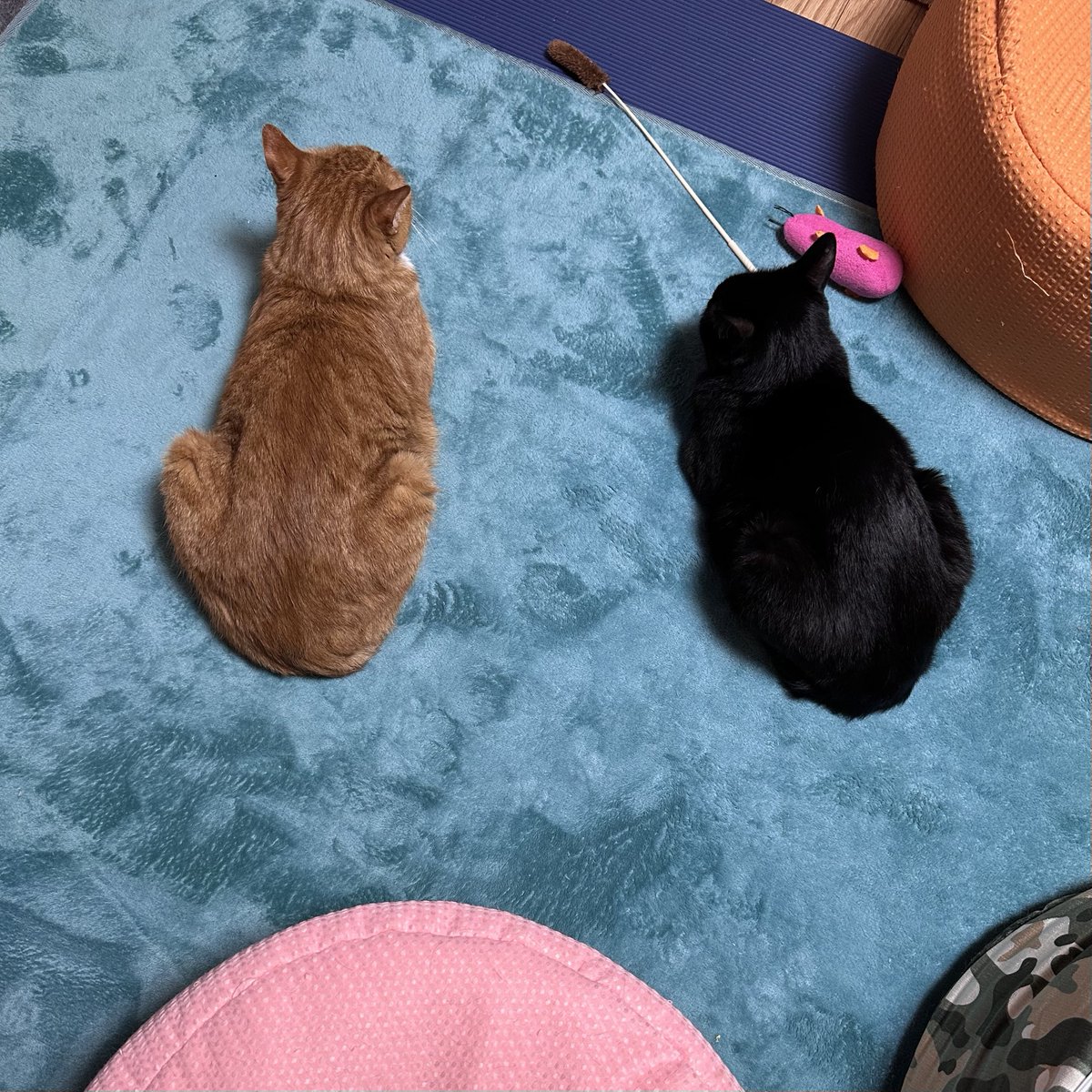 さんぬこさん tweet media