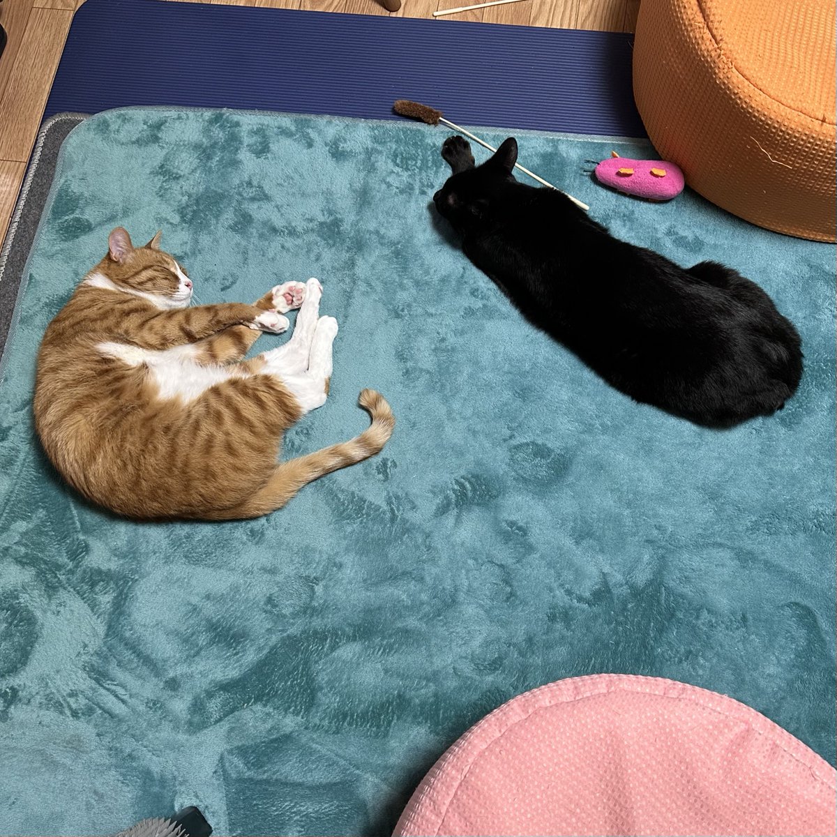 さんぬこさん tweet media