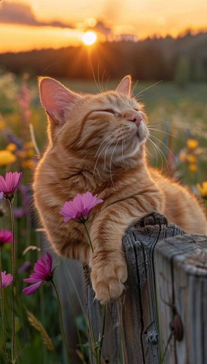 Solimán 🇦🇷 tweet media