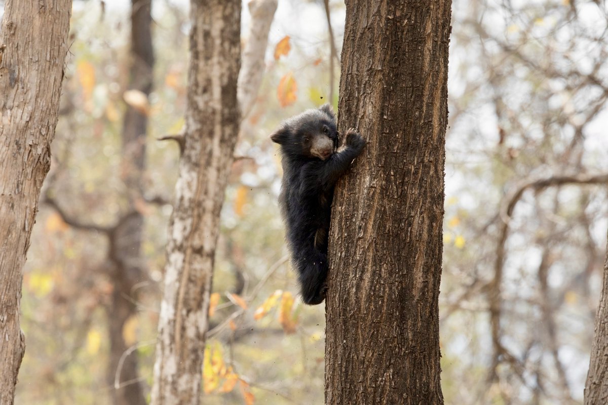 Bhupender Yadav tweet media