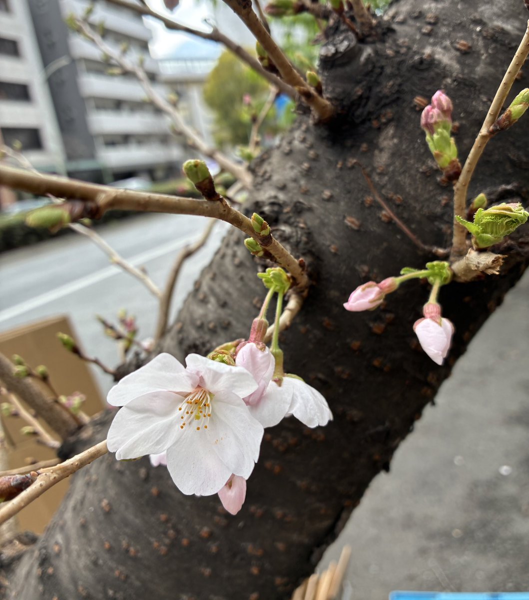 天季ひより🐥 tweet media